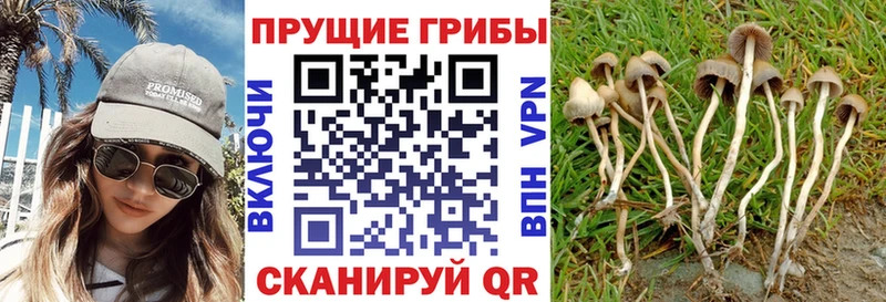 Псилоцибиновые грибы прущие грибы Сухиничи